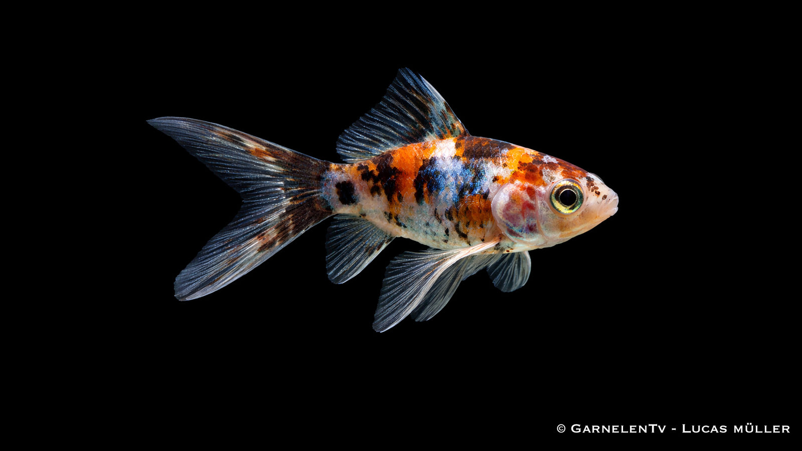 Goldfisch Shubunkin Carassius auratus auratus bunter Teich Goldfisch mit gesprenkelter Zeichnung