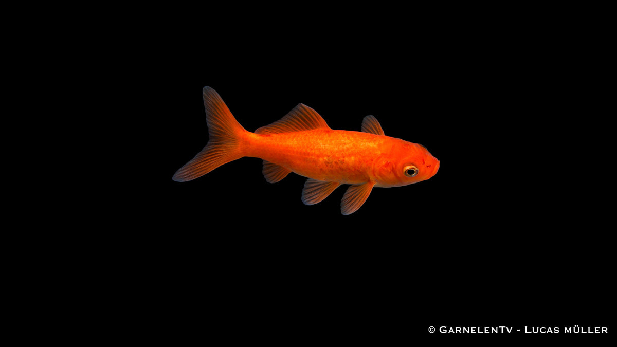 Goldfisch Carassius auratus auratus für Gartenteich robuster Teichfisch klassischer Goldfisch