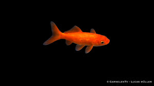 Goldfisch Carassius auratus auratus für Gartenteich robuster Teichfisch klassischer Goldfisch