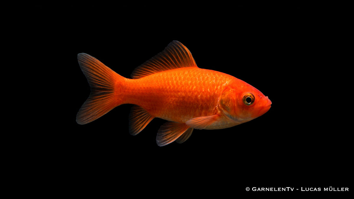Goldfisch Carassius auratus auratus klassischer Teich Goldfisch Kaltwasserfisch