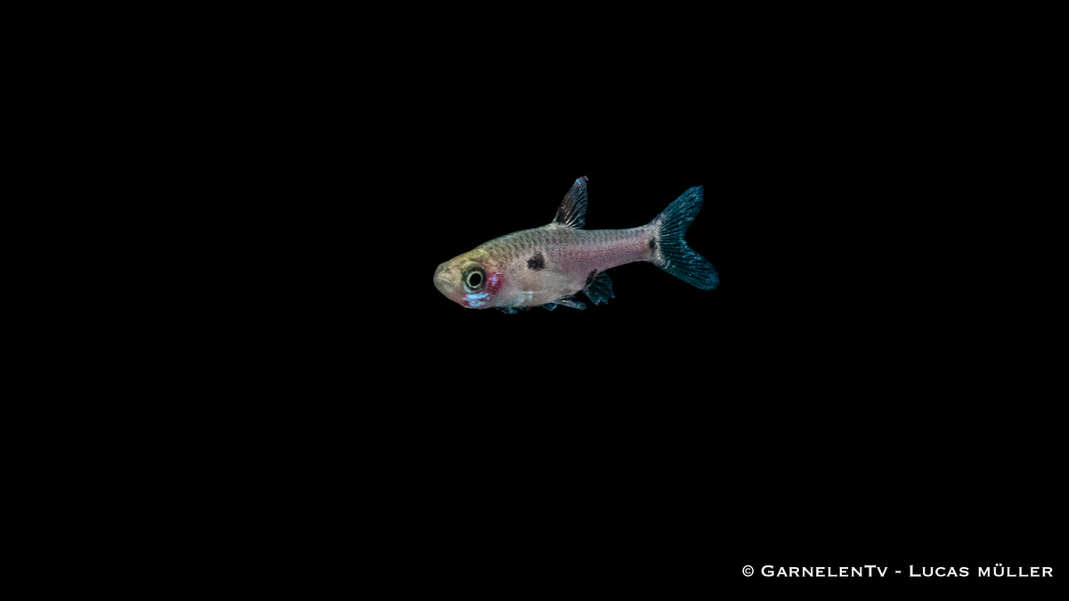 Goldfleck-Zwergbärbling in a planted tank with peaceful behavior