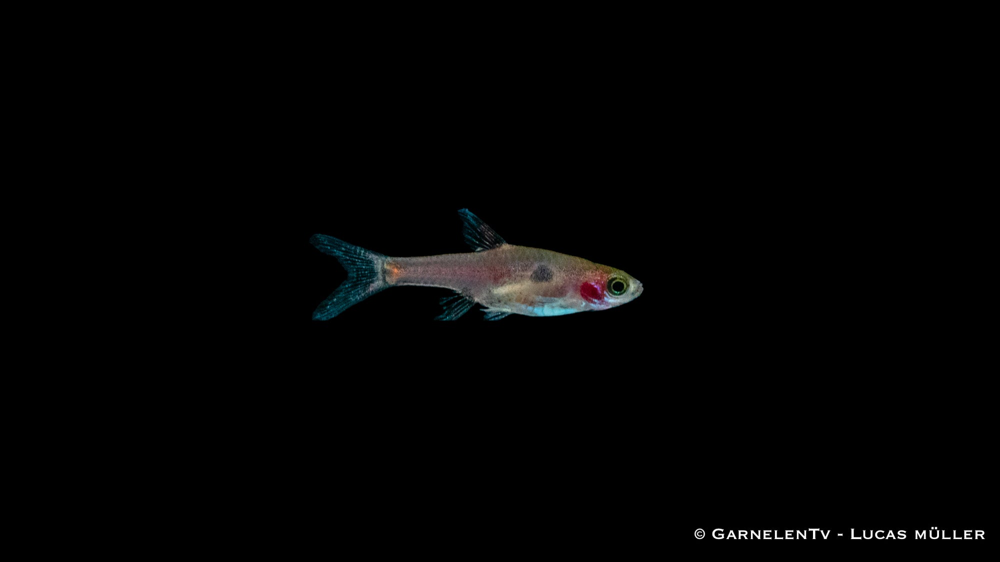 Goldfleck-Zwergbärbling swimming in a freshwater aquarium
