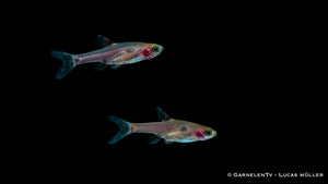 Boraras merah shoaling in a community tank