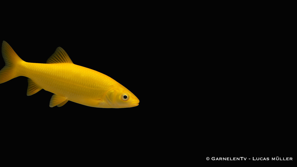 Goldorfe - Leuciscus idus (7-10 cm)