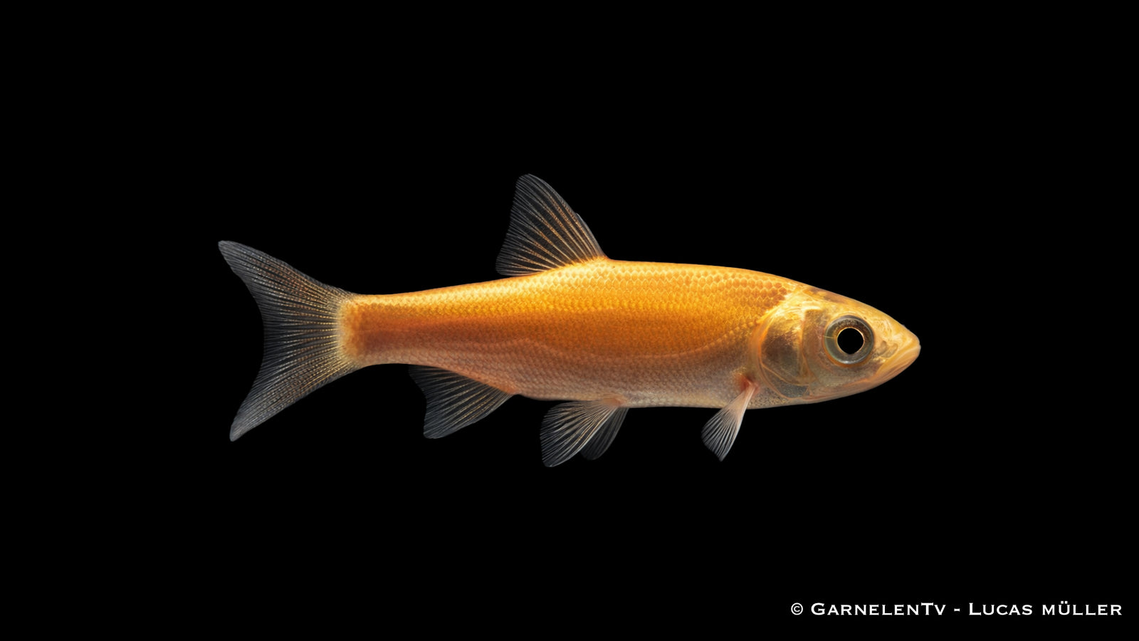 Goldelritze Pimephales promelas Schwarmfisch für Gartenteich goldfarbener Kaltwasserfisch