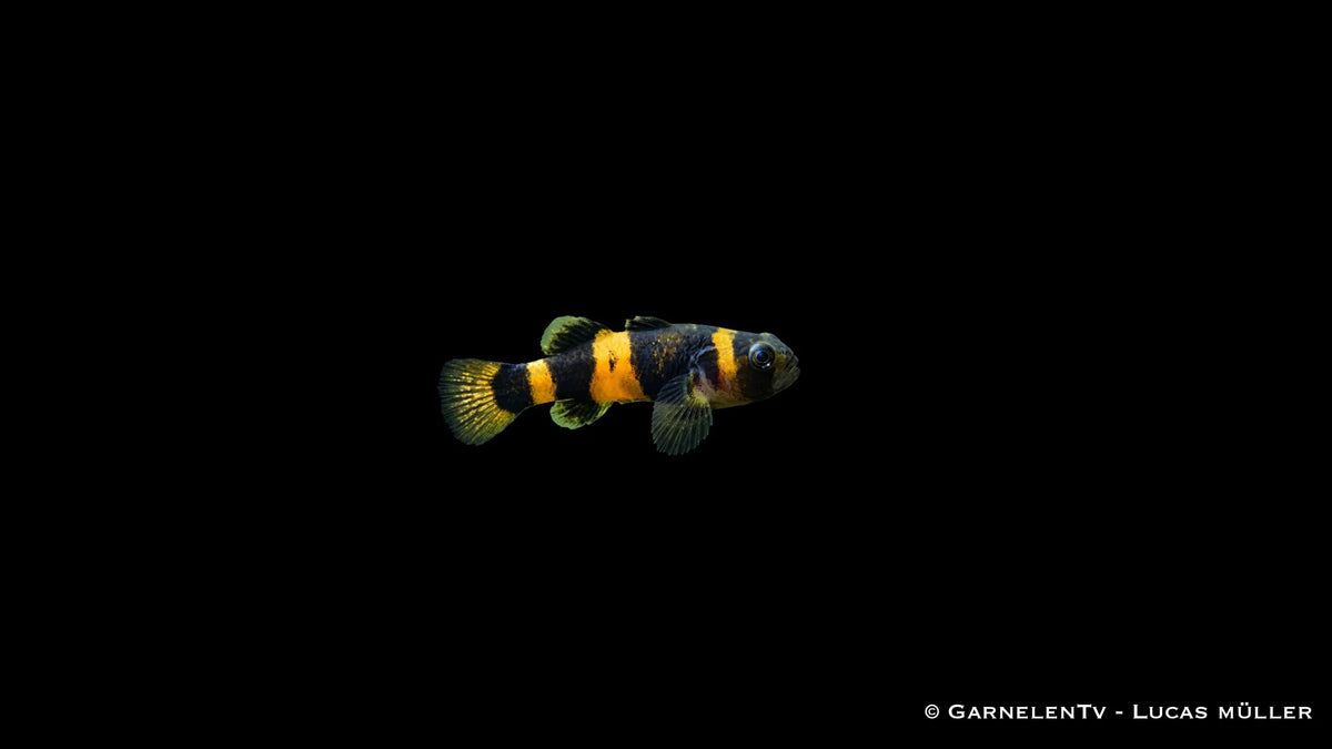 Goldringelgrundel Brachygobius xanthozona mit gelb schwarzer Ringelzeichnung, kompakter Körperform und auffälliger Grundel Optik im Aquarium