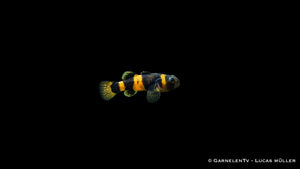 Goldringelgrundel Brachygobius xanthozona mit gelb schwarzer Ringelzeichnung, kompakter Körperform und auffälliger Grundel Optik im Aquarium
