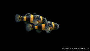 Goldringelgrundel Paar im Aquarium mit leuchtend gelben Bändern, dunkler Zeichnung