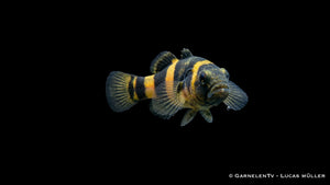 Brachygobius xanthozona als kleine Goldringelgrundel mit kontrastreichem Streifenmuster, neugierigem Verhalten und typischer Haltung am Bodengrund
