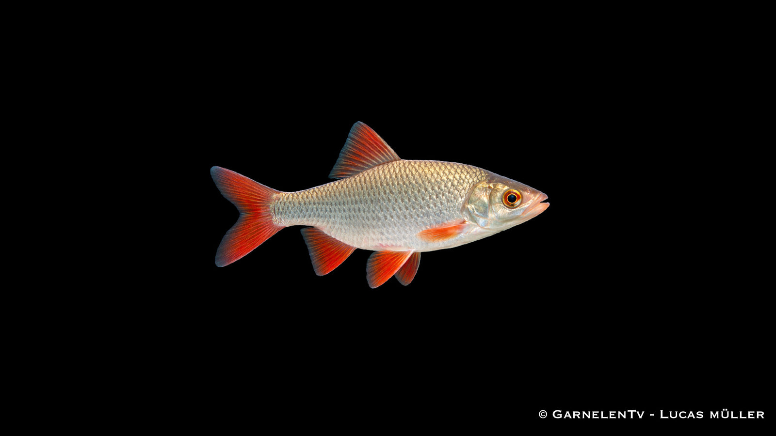 Goldrotfeder Scardinius erythrophthalmus Schwarmfisch für Gartenteich