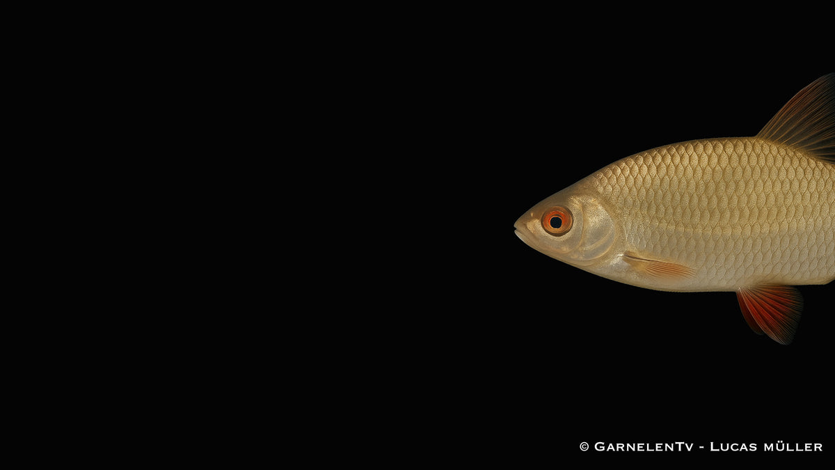 Goldrotfeder -  Scardinius erythrophthalmus (10-12 cm)