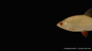 Goldrotfeder -  Scardinius erythrophthalmus (10-12 cm)