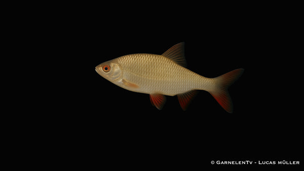Goldrotfeder -  Scardinius erythrophthalmus (10-12 cm)