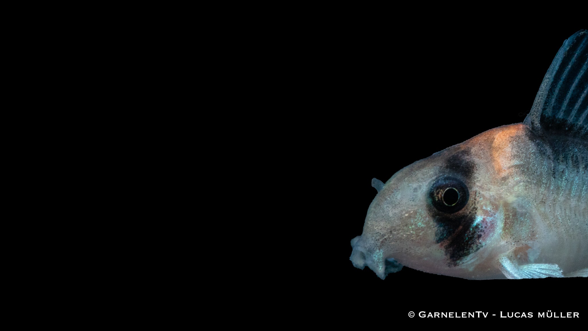 Goldstirn Panzerwels - Hoplisoma (Corydoras) adolfoi