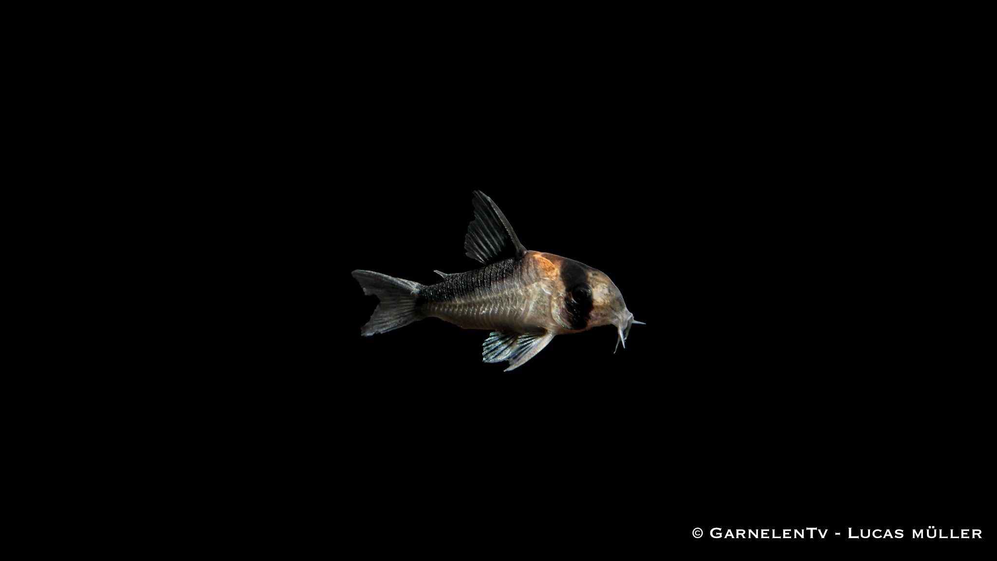 Goldstirn Panzerwels - Hoplisoma (Corydoras) adolfoi