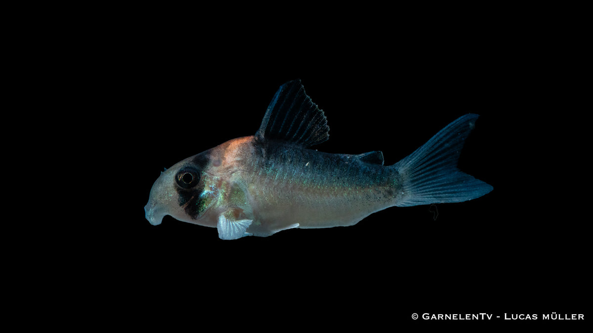 Corydoras adolfoi mit goldenem Stirnband und schwarzem Streifen