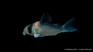 Corydoras adolfoi mit goldenem Stirnband und schwarzem Streifen