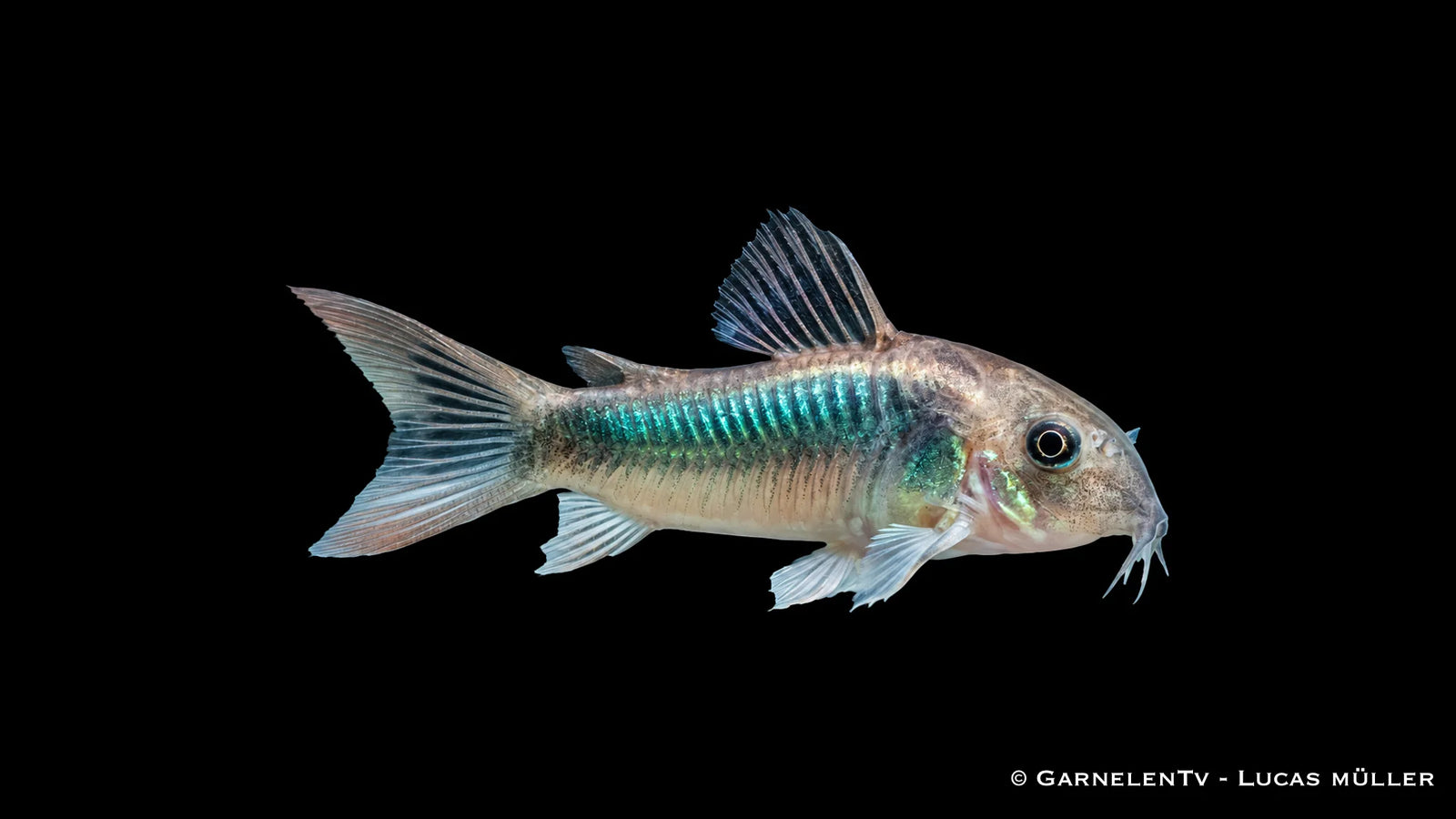 Goldstreifen Panzerwels Corydoras schultzei im Aquarium