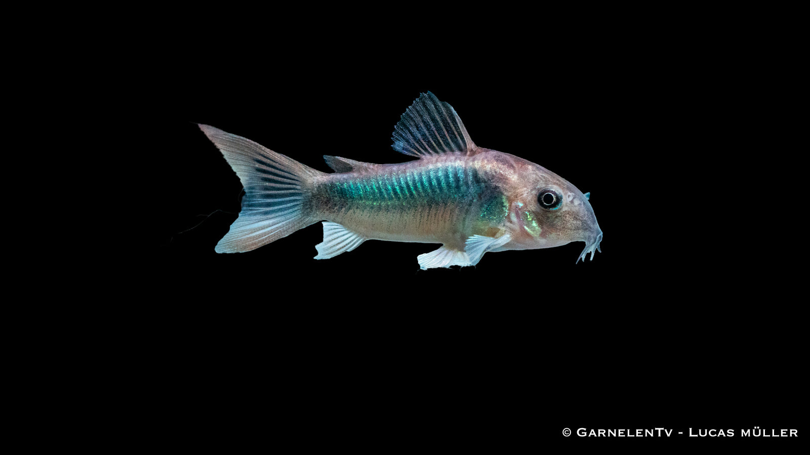 Goldstreifen Panzerwels Corydoras schultzei im Aquarium