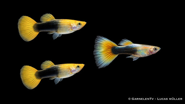 Guppy Gold Tuxedo Trio - 1 Männchen + 2 Weibchen - Poecilia reticulata