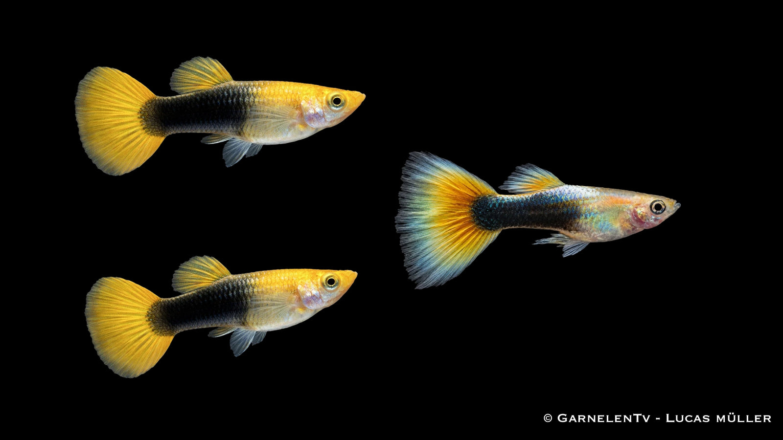 Guppy Gold Tuxedo Trio - 1 Männchen + 2 Weibchen - Poecilia reticulata