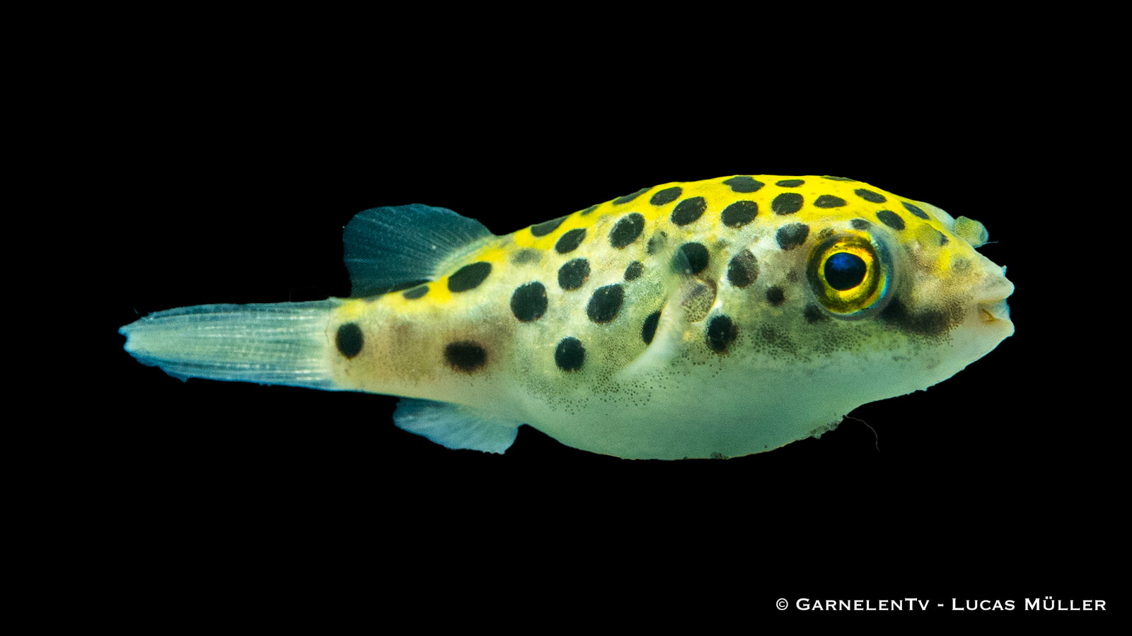 Grüner Kugelfisch – Dichotomyctere nigroviridis im Aquarium