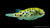 Grüner Kugelfisch – Dichotomyctere nigroviridis im Aquarium