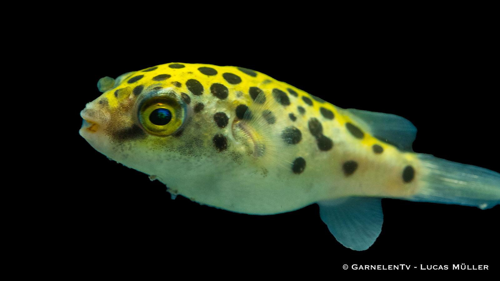 Grüner Kugelfisch – Dichotomyctere nigroviridis im Aquarium