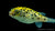Grüner Kugelfisch – Dichotomyctere nigroviridis im Aquarium