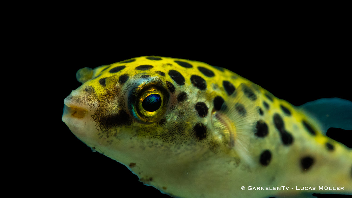 Grüner Kugelfisch in einem Süß- &amp; Brackwasseraquarium
