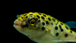 Grüner Kugelfisch in einem Süß- & Brackwasseraquarium
