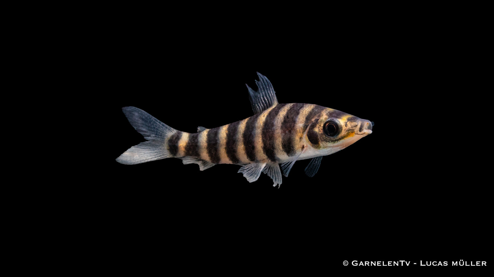 Grüner Leporinus Leporinus affinis in aquarium