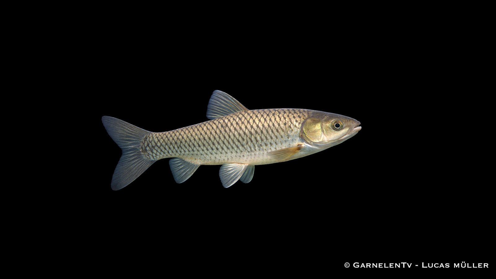 Graskarpfen Ctenopharyngodon idella pflanzenfressender Teichfisch für Gartenteich
