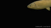 Graskarpfen - Ctenopharyngodon idella (12-15 cm)