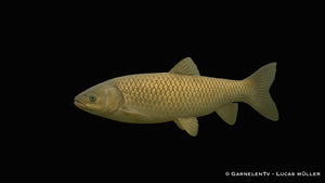 Graskarpfen - Ctenopharyngodon idella (12-15 cm)
