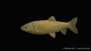 Graskarpfen - Ctenopharyngodon idella (12-15 cm)