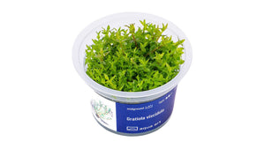 Gratiola viscidula - InVitro