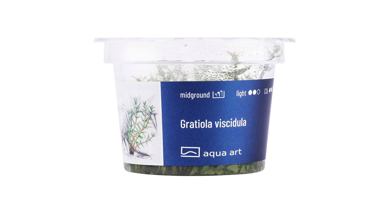 Gratiola viscidula - InVitro