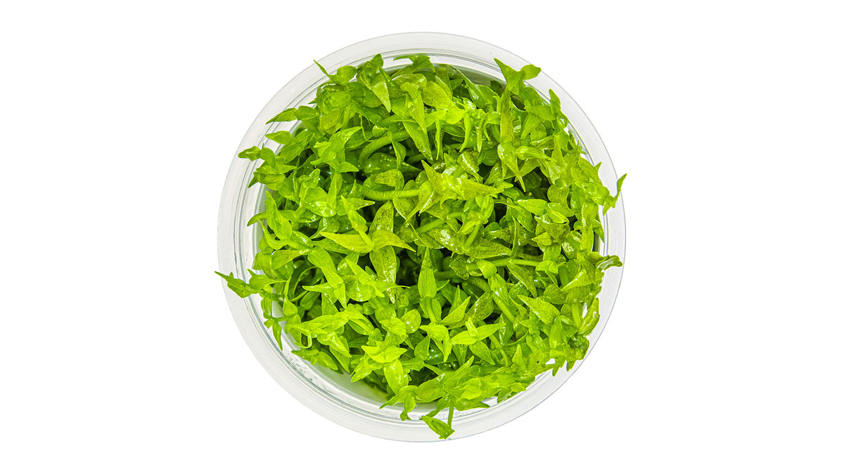 Gratiola viscidula von oben