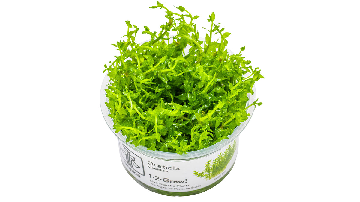 Gratiola viscidula - InVitro