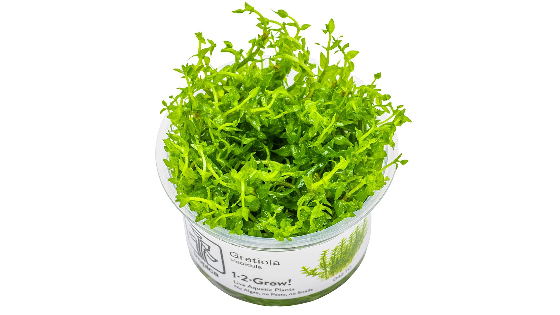 Gratiola viscidula - InVitro