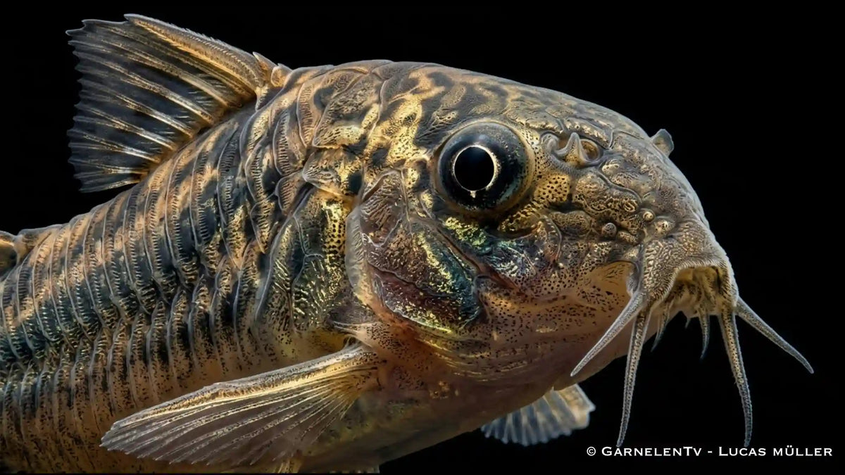 Green Laser Panzerwels CW 009  - Osteogaster (Corydoras) spec. neon greenstripe nahe aufnahme
