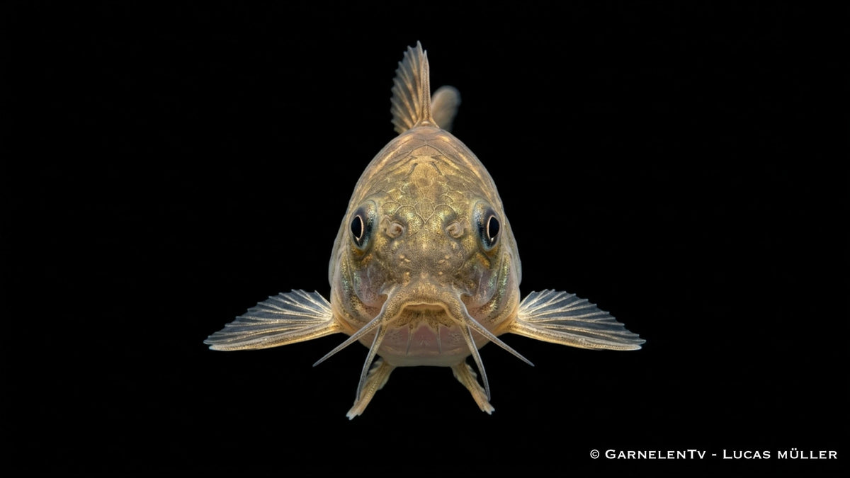 Green Laser Panzerwels CW 009  - Osteogaster (Corydoras) spec. neon greenstripe von vorne