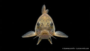 Green Laser Panzerwels CW 009  - Osteogaster (Corydoras) spec. neon greenstripe von vorne