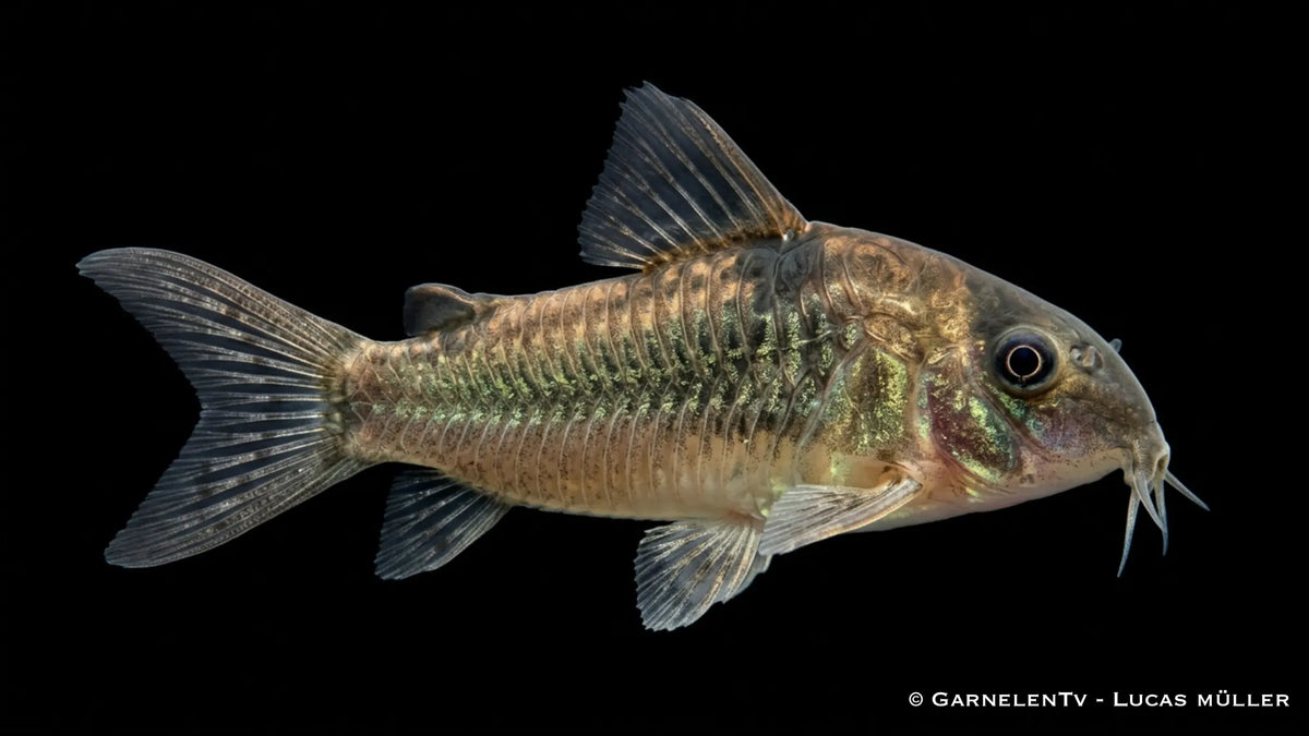 Green Laser Panzerwels CW 009  - Osteogaster (Corydoras) spec. neon greenstripe weniger grün