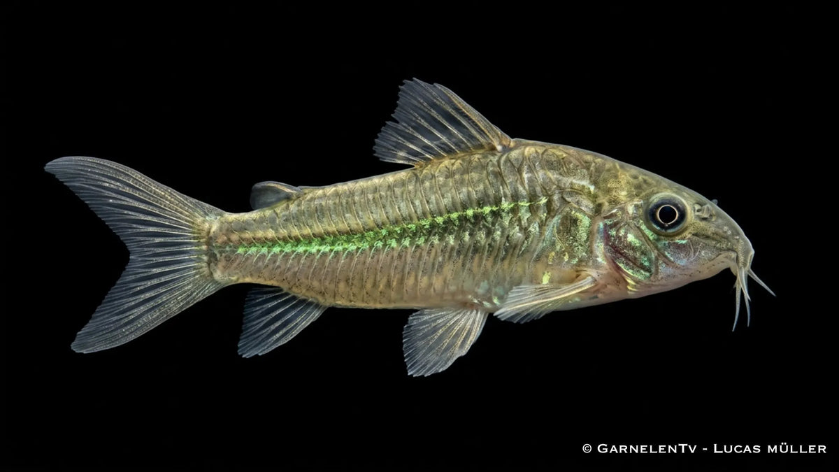 Green Laser Panzerwels CW 009  - Osteogaster (Corydoras) spec. neon greenstripe