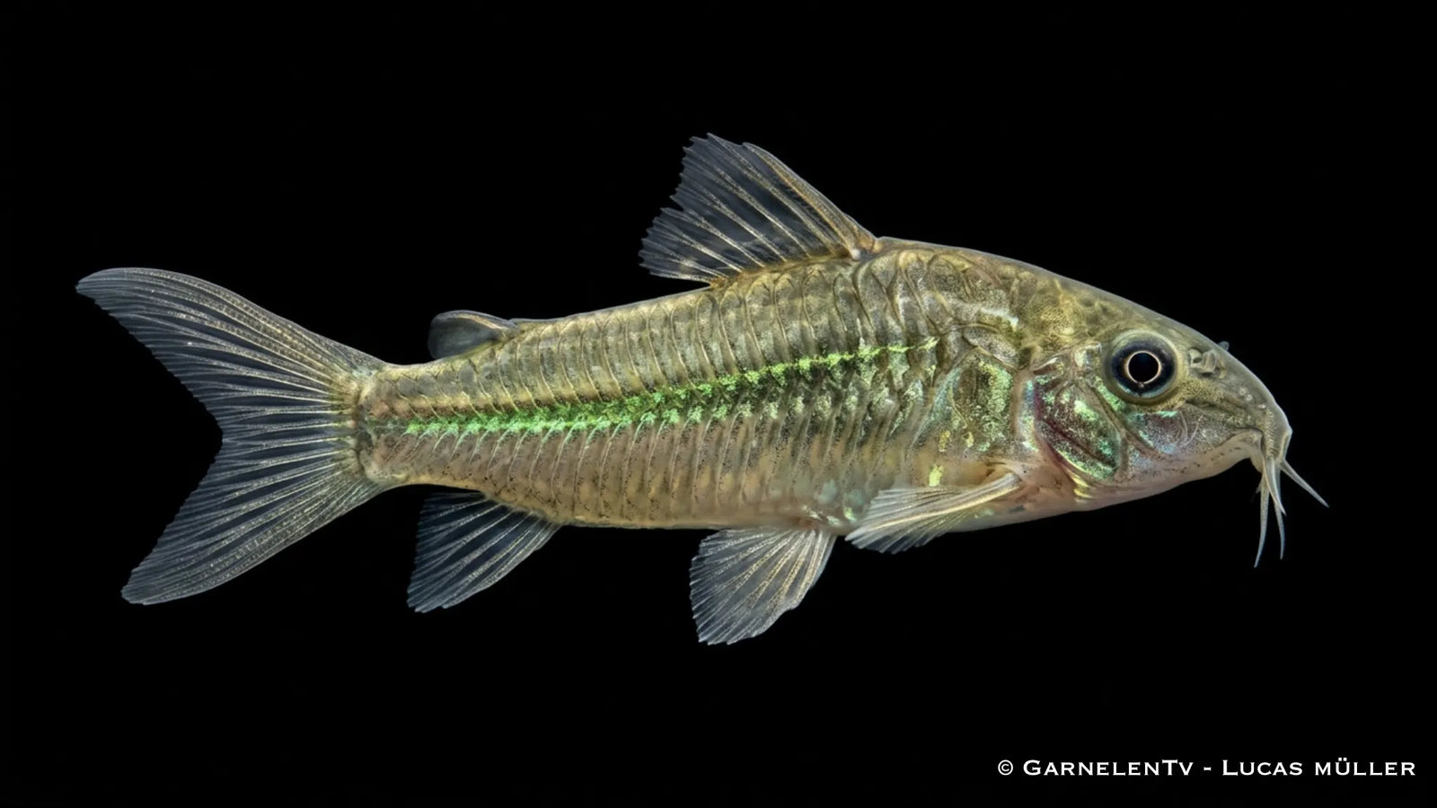 Green Laser Panzerwels CW 009  - Osteogaster (Corydoras) spec. neon greenstripe