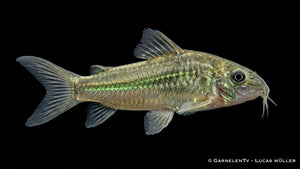 Green Laser Panzerwels CW 009  - Osteogaster (Corydoras) spec. neon greenstripe
