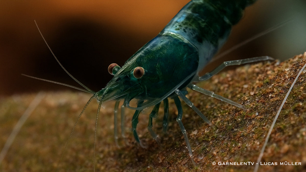 Green Rili Garnele - Neocaridina davidi (DNZ)