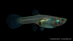 Group of Endler Guppy Weiblich in a planted tank